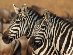 Plains zebra in Tanzania