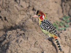 Red and yellow barbet in Tarangire National Park, Tanzania.