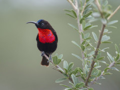 Scarlet-chested sunbird in Serengeti National Park.