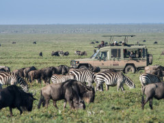 Wildebeest and zebra in Tanzania.