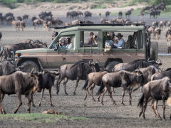 Wildebeest herd in Tanzania.