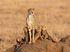 Cheetah and cubs in Serengeti National Park, Tanzania