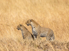 Leopard and cub in Serengeti National Park, Tanzania