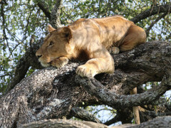 Lion in Serengeti National Park, Tanzania.