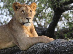 Lion in Serengeti National Park, Tanzania.