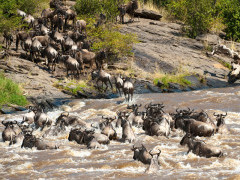 White-bearded wildebeest migration in Serengeti National Park, Tanzania.