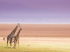 Masai giraffe near Lake Manyara, Tanzania