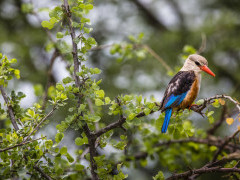 Grey-headed kingfisher in Lake Manyara, Tanzania