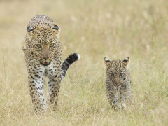 Leopard and cub in Serengeti National Park, Tanzania