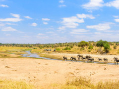 Elephant herd in Tarangire National Park, Tanzania