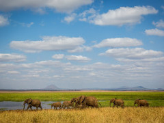 Elephant herd in Tarangire National Park, Tanzania