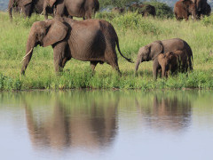 Elephant herd in Tarangire National Park, Tanzania.