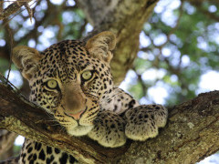 Leopard in Tarangire National Park, Tanzania.