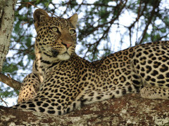 Leopard in Tarangire National Park, Tanzania.