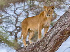 Lioness in Tarangire National Park, Tanzania
