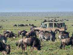 Wildebeest and zebra in Tanzania.