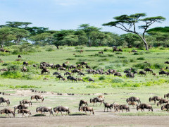 Wildebeest migration in the Serengeti.