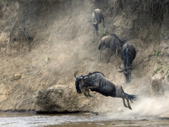 Wildebeest migration in Tanzania