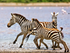 Plains zebra running beside Lake Ndutu in Ngorongoro Conservation Area in Tanzania