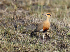 Temminck's courser