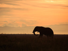 African elephant in Uganda.