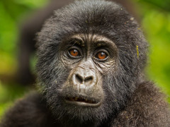 Gorilla in Uganda.