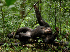 Chimpanzee in Uganda.