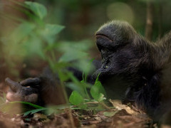 Chimpanzee in Uganda.