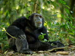 Chimpanzee in Uganda.