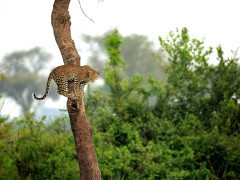 Leopard in Uganda.
