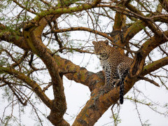 Leopard in Uganda.
