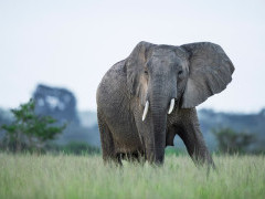 African elephant in Uganda.