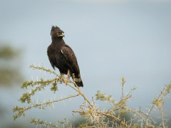 Crested eagle in Uganda.