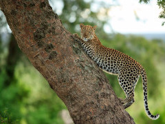 Leopard in Uganda.