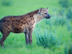 Spotted hyena in Uganda.