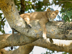Tree-climbing lion in Uganda.