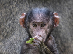 Juvenile baboon in Uganda.