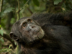 Chimpanzee in Kibale, Uganda.