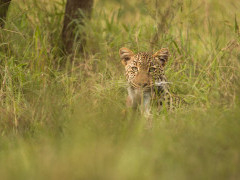 Leopard in the grass, Uganda.