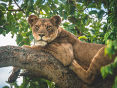A tree climbing lioness in Uganda.