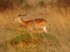 Uganda kob in Uganda.