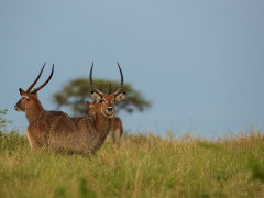 Waterbuck in Uganda.