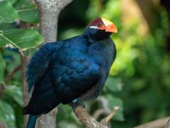 Violet turaco