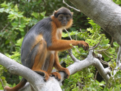 Western red colobus monkey