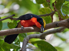 Yellow-crowned gonolek