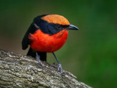 Yellow-crowned gonolek