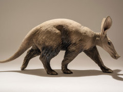 Aardvark sculpture by Nick Mackman