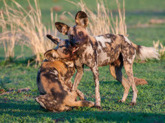 African wild dog in Zambia.
