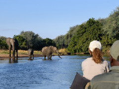 African elephants spotted on a boat trip down the Lower Zambezi, Zambia.