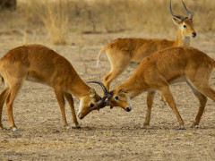 Puku in South Luangwa National Park, Zambia.